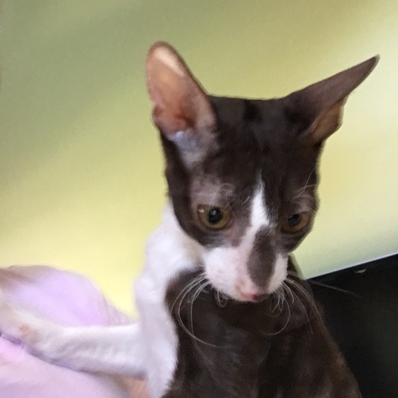 Meet your Posher, Kate - Picture 2 of 2